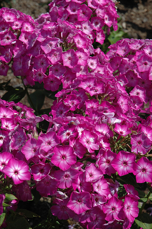 Early Start Purple Garden Phlox (Phlox paniculata 'Early Start Purple') at Flagg's Garden Center