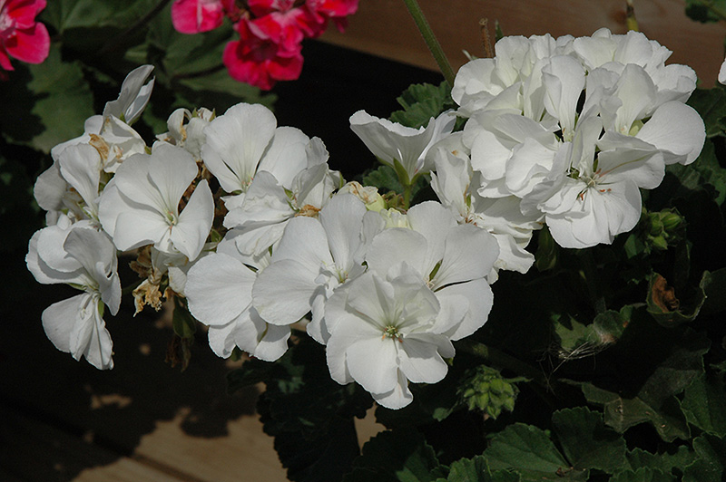 Moonlight White Geranium (Pelargonium 'Moonlight White') at Flagg's Garden Center