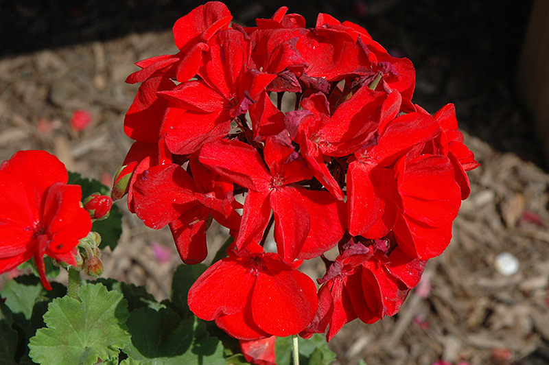 Survivor Dark Red Geranium (Pelargonium 'Survivor Dark Red') at Flagg's Garden Center