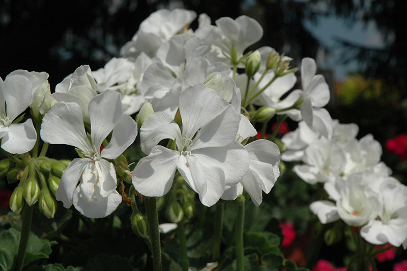 Fantasia White Geranium (Pelargonium 'Fantasia White') at Flagg's Garden Center