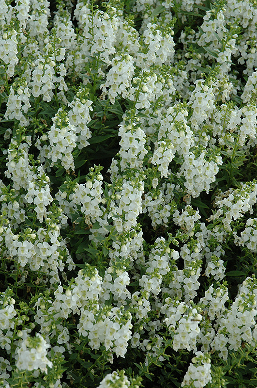 Serena White Angelonia (Angelonia angustifolia 'PAS1209522') at Flagg's Garden Center
