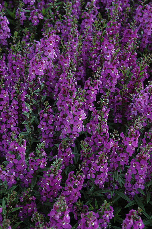 Serena Purple Angelonia (Angelonia angustifolia 'PAS1180781') at Flagg's Garden Center