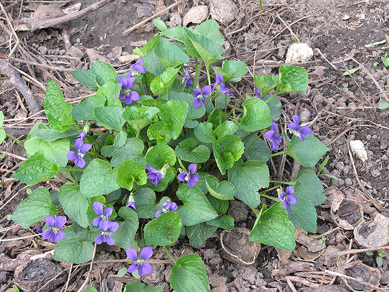 Wood Violet (Viola odorata) at Flagg's Garden Center