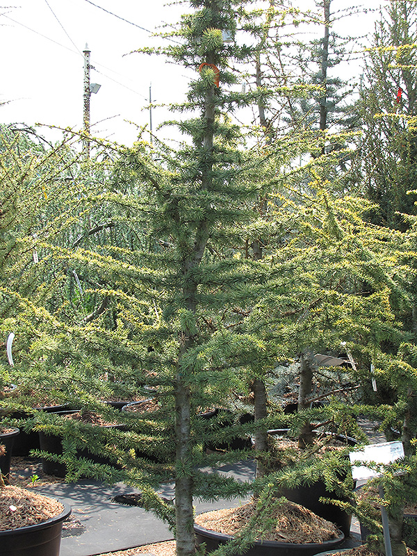 Golden Atlas Cedar (Cedrus atlantica 'Aurea') at Flagg's Garden Center
