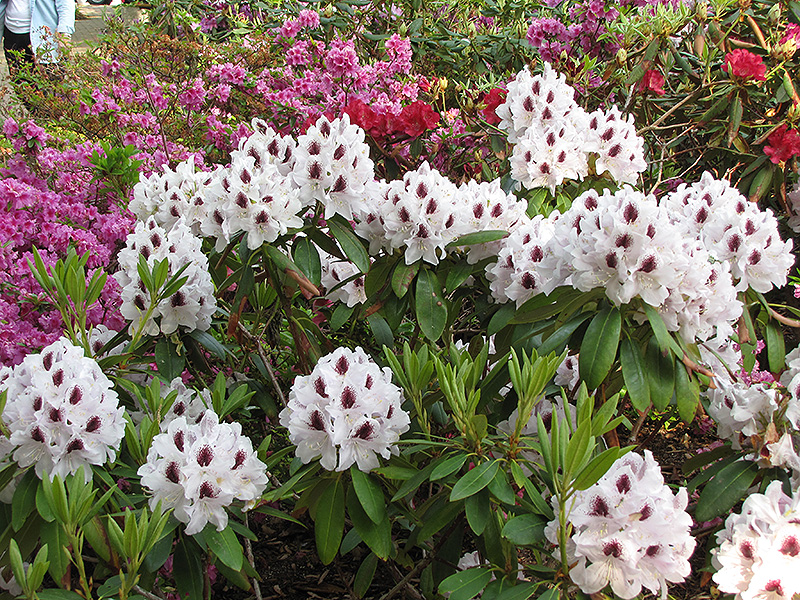 Sapporo Rhododendron (Rhododendron 'Sapporo') at Flagg's Garden Center