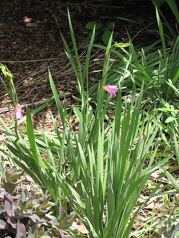 Snowbank Boltonia (Boltonia asteroides 'Snowbank') at Flagg's Garden Center