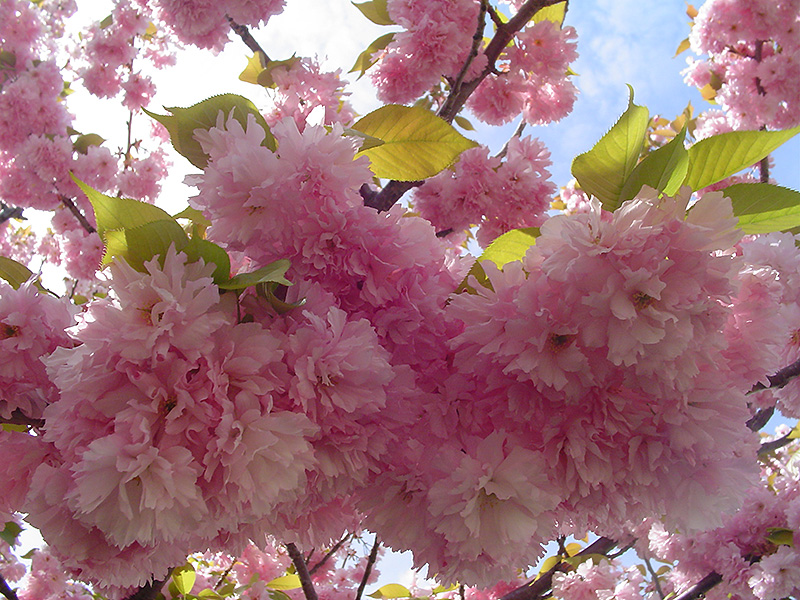 Kwanzan Flowering Cherry (Prunus serrulata 'Kwanzan') at Flagg's Garden Center