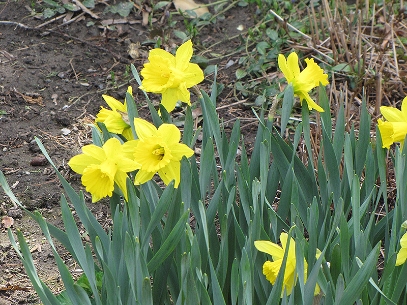 Dutch Master Daffodil (Narcissus 'Dutch Master') at Flagg's Garden Center