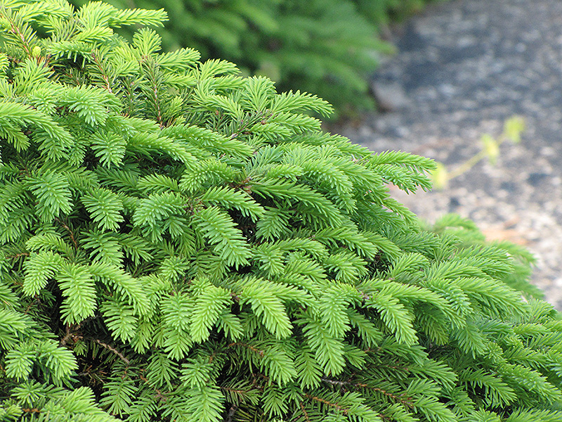 Birds Nest Spruce (Picea abies 'Nidiformis') at Flagg's Garden Center