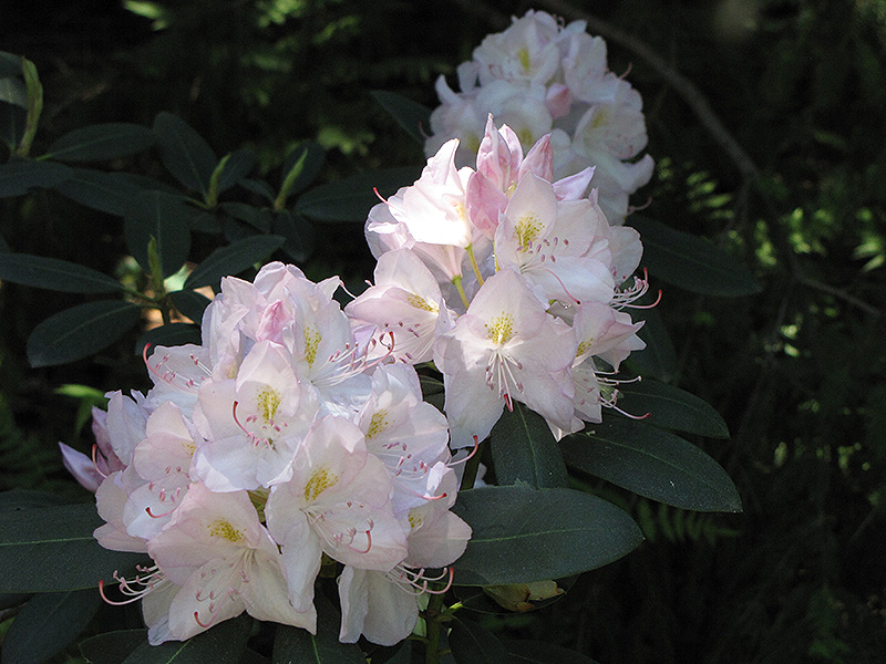 White Catawba Rhododendron (Rhododendron catawbiense 'Album') at Flagg's Garden Center