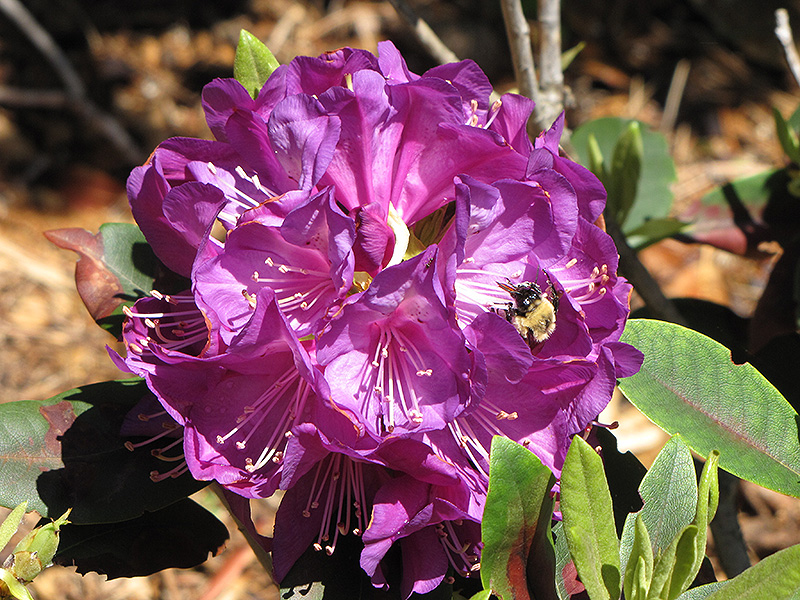 Purple Passion Rhododendron (Rhododendron 'Purple Passion') at Flagg's Garden Center