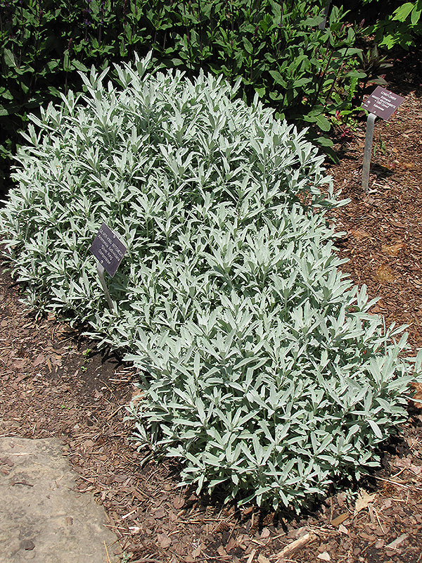 Silver King Artemesia (Artemisia ludoviciana 'Silver King') at Flagg's Garden Center
