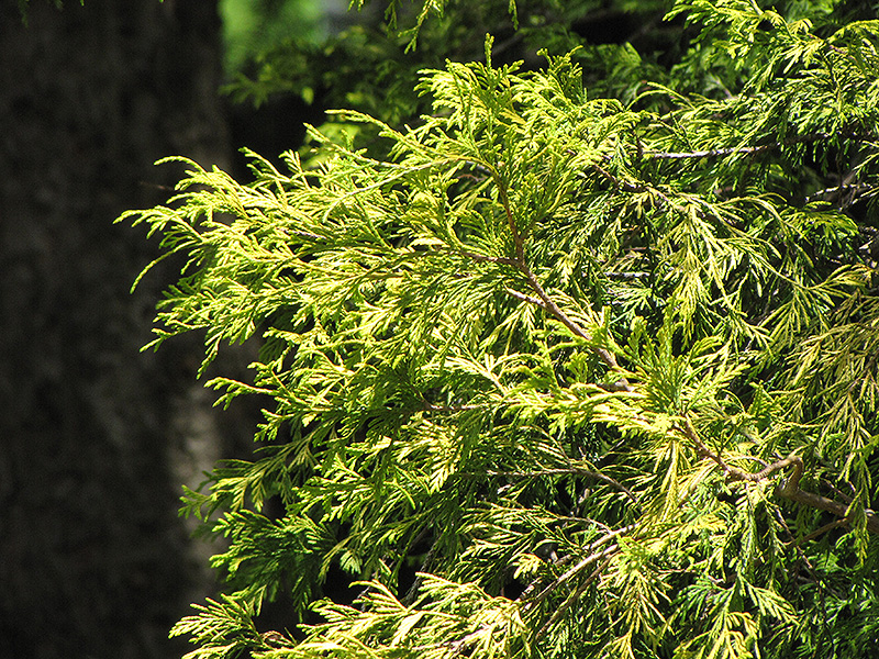 Golden Threadleaf Falsecypress (Chamaecyparis pisifera 'Filifera Aurea') at Flagg's Garden Center