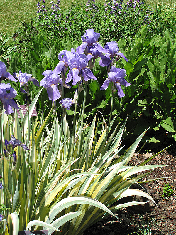 Golden Variegated Sweet Iris (Iris pallida 'Aureovariegata') at Flagg's Garden Center