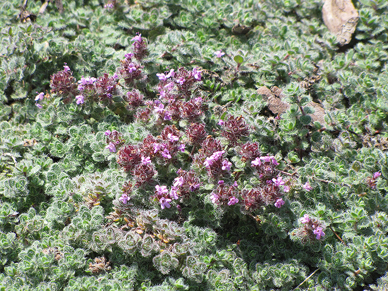 Wooly Thyme (Thymus pseudolanuginosis) at Flagg's Garden Center