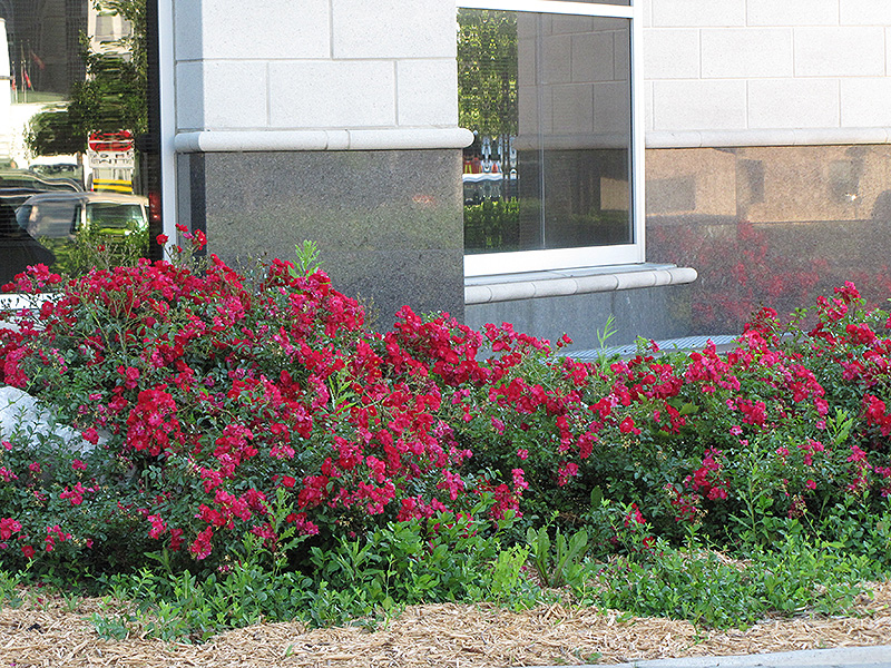 Flower Carpet Red Rose (Rosa 'Flower Carpet Red') at Flagg's Garden Center