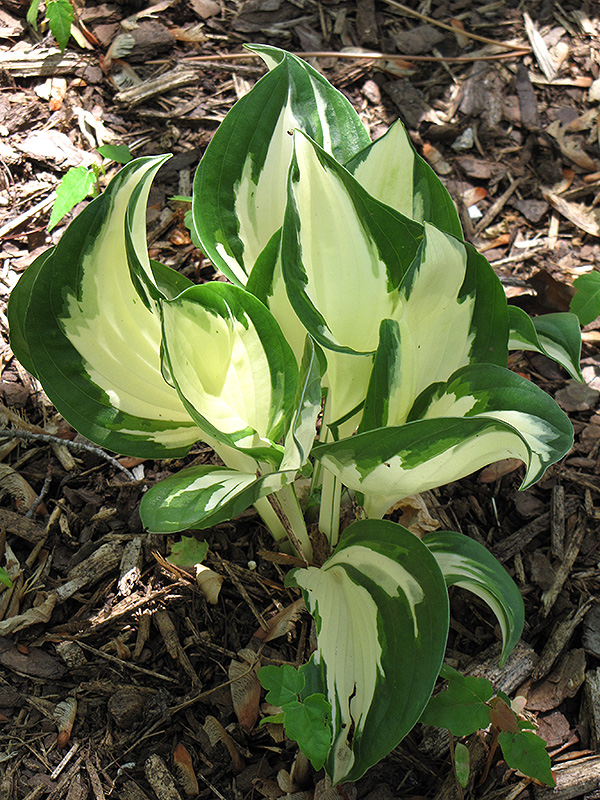 Fire and Ice Hosta (Hosta 'Fire and Ice') at Flagg's Garden Center