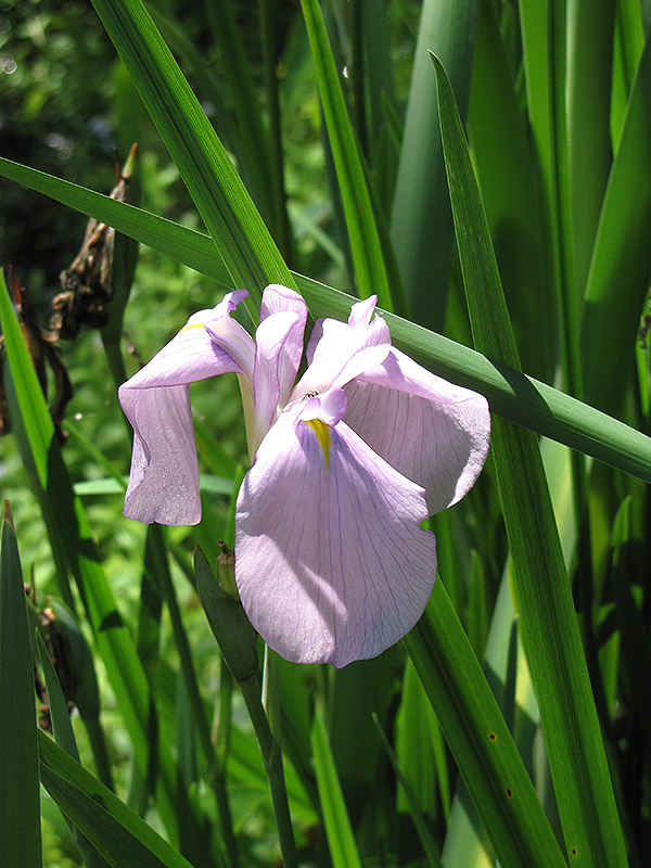 Darling Japanese Flag Iris (Iris ensata 'Darling') at Flagg's Garden Center