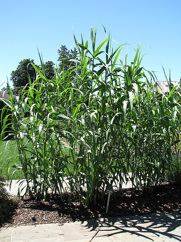Giant Reed Grass (Arundo donax) at Flagg's Garden Center