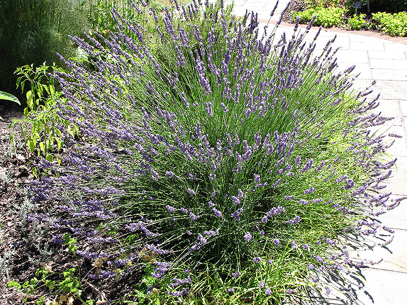 Grosso Lavender (Lavandula x intermedia 'Grosso') at Flagg's Garden Center
