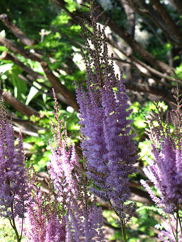 Purpurlanze Chinese Astilbe (Astilbe chinensis 'Purpurlanze') at Flagg's Garden Center