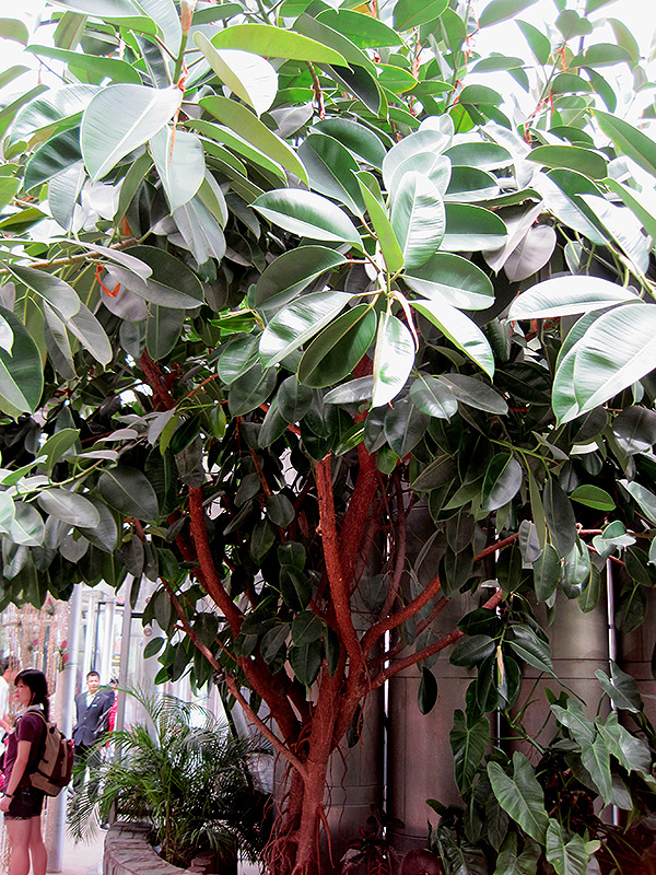 Rubber Tree (Ficus elastica) at Flagg's Garden Center