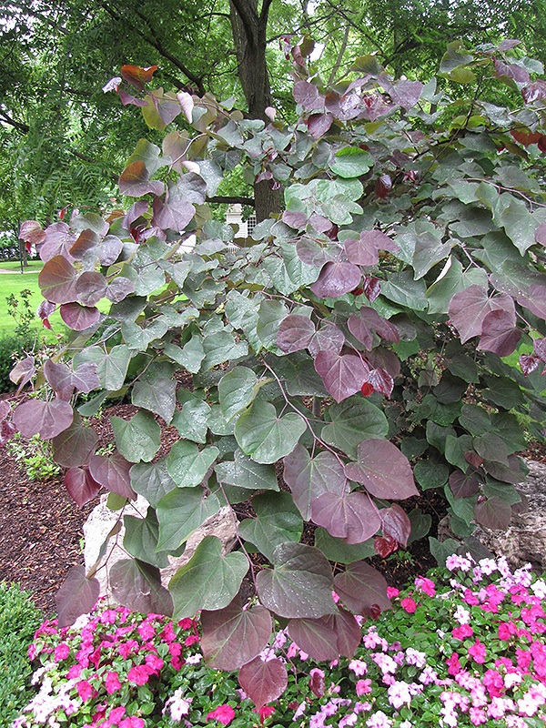 Forest Pansy Redbud (Cercis canadensis 'Forest Pansy') at Flagg's Garden Center