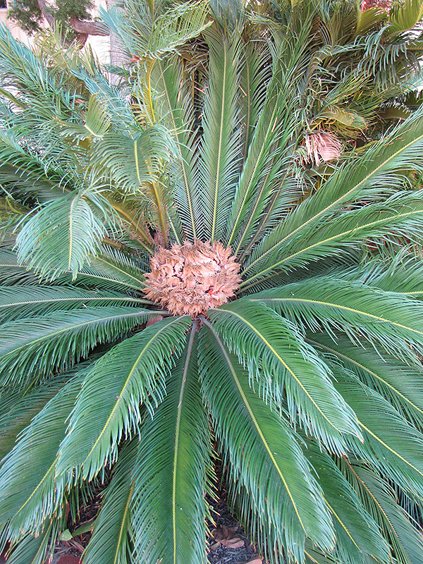 Japanese Sago Palm (Cycas revoluta) at Flagg's Garden Center
