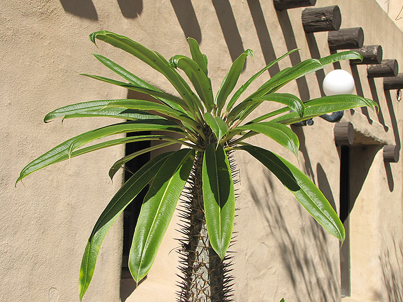 Madagascar Palm (Pachypodium lamerei) at Flagg's Garden Center