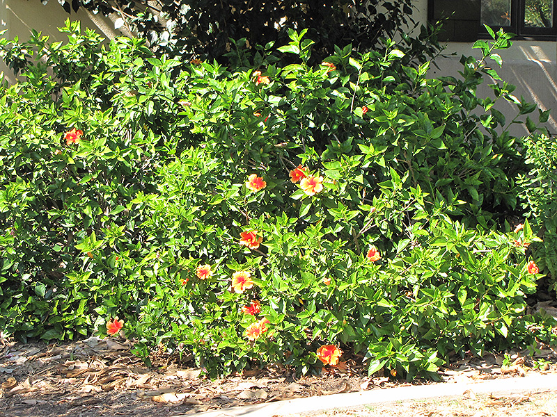 Mrs. Jimmy Spangler Hibiscus (Hibiscus rosa-sinensis 'Mrs. Jimmy Spangler') at Flagg's Garden Center