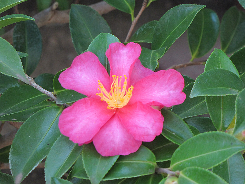 Kanjiro Camellia (Camellia sasanqua 'Kanjiro') at Flagg's Garden Center