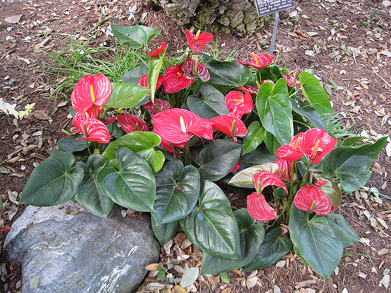 Anthurium (Anthurium andraeanum) at Flagg's Garden Center