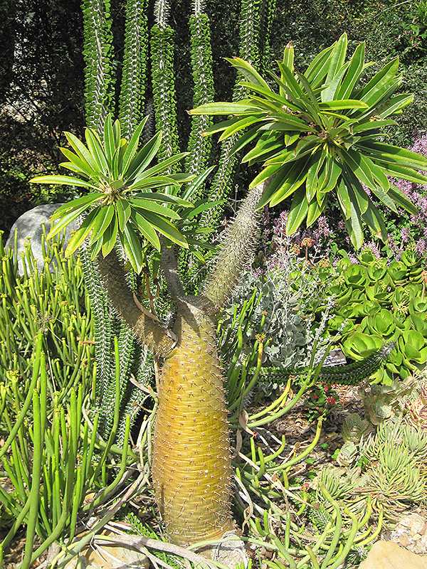 Madagascar Palm (Pachypodium lamerei) at Flagg's Garden Center