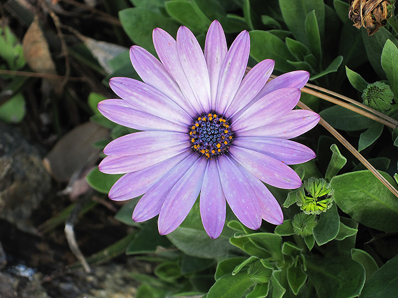 Soprano Light Purple African Daisy (Osteospermum 'Soprano Light Purple') at Flagg's Garden Center