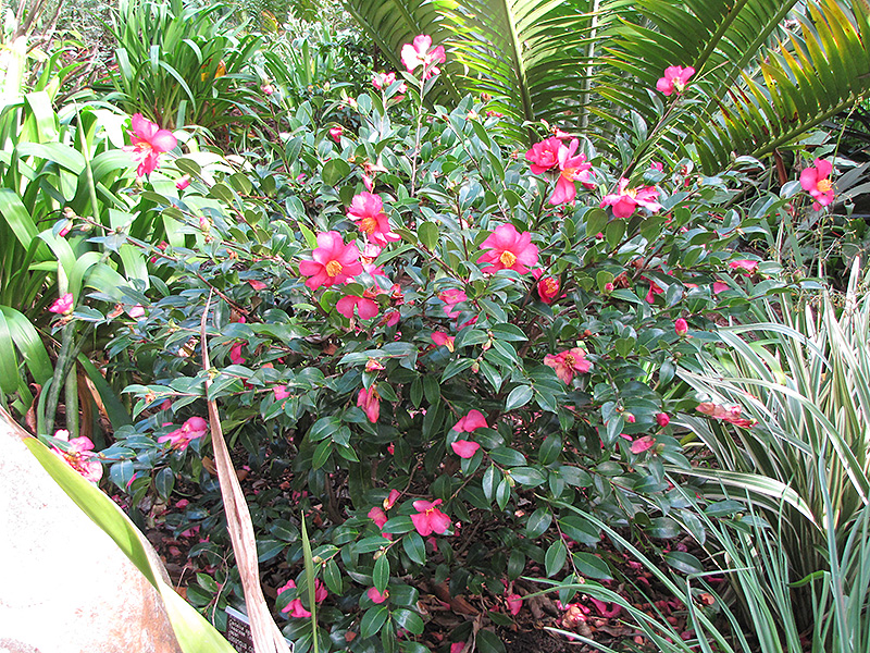 Kanjiro Camellia (Camellia sasanqua 'Kanjiro') at Flagg's Garden Center