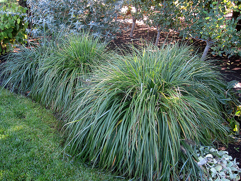 Moudry Fountain Grass (Pennisetum alopecuroides 'Moudry') at Flagg's Garden Center