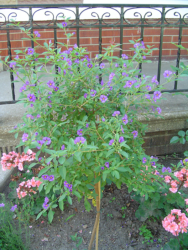 Blue Potato Bush (tree form) (Solanum rantonnetii '(tree form)') at Flagg's Garden Center