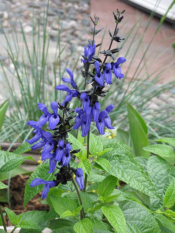Black And Blue Anise Sage (Salvia guaranitica 'Black And Blue') at Flagg's Garden Center
