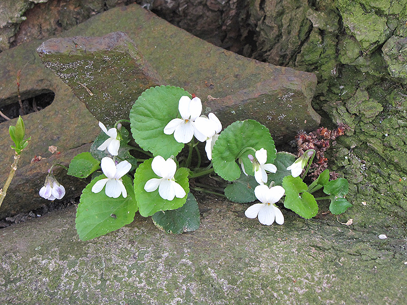 White Wood Violet (Viola odorata 'Alba') at Flagg's Garden Center
