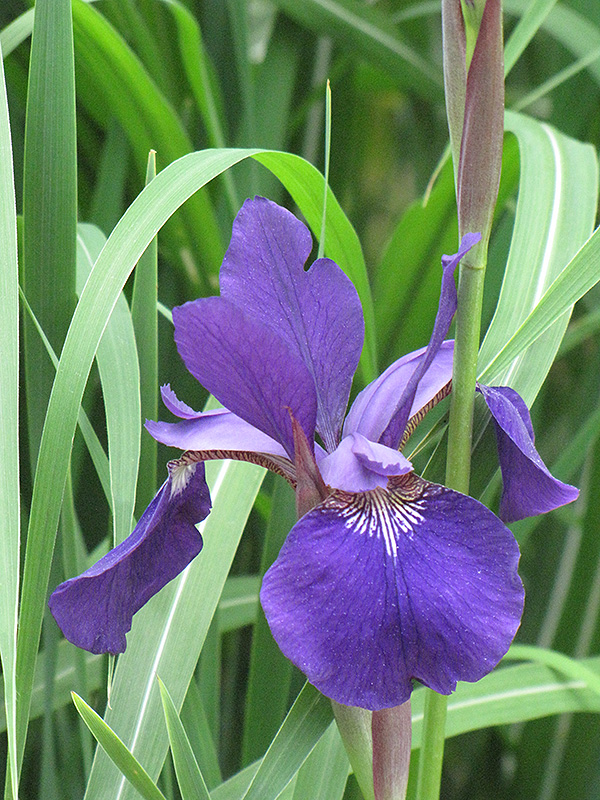 Caesar's Brother Siberian Iris (Iris sibirica 'Caesar's Brother') at Flagg's Garden Center