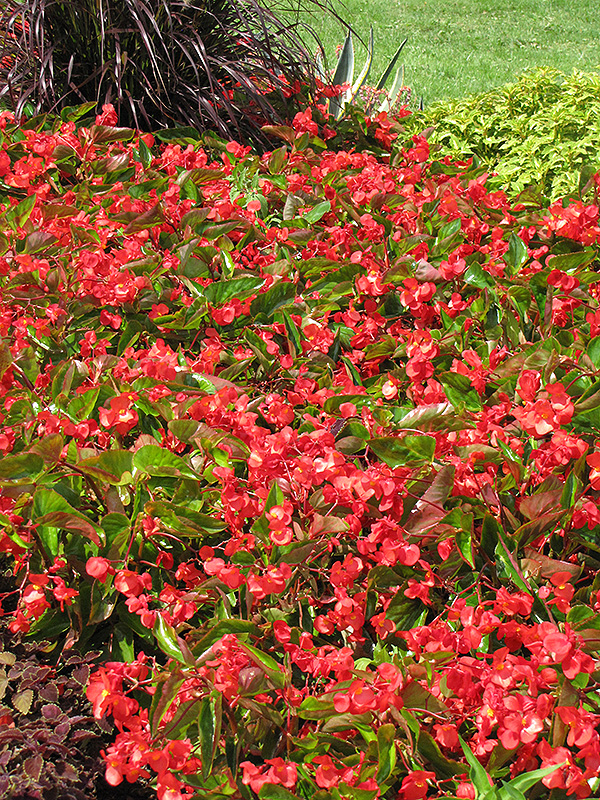 Dragon Wing Red Begonia (Begonia 'Dragon Wing Red') at Flagg's Garden Center
