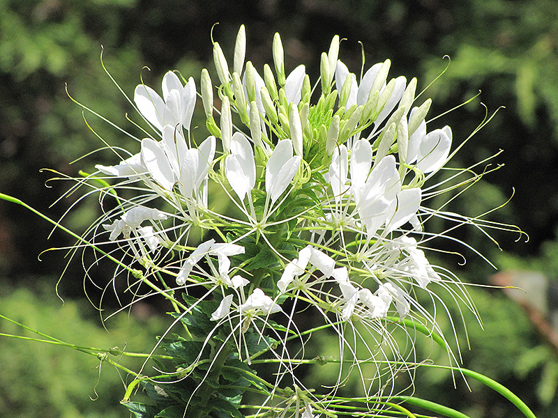 Sparkler White Spiderflower (Cleome hassleriana 'Sparkler White') at Flagg's Garden Center