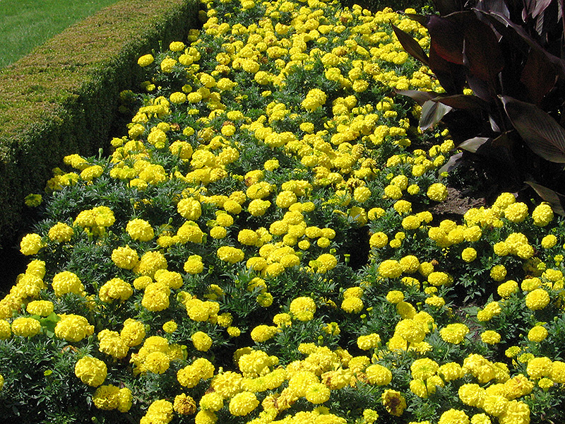 Inca Yellow Marigold (Tagetes erecta 'Inca Yellow') at Flagg's Garden Center