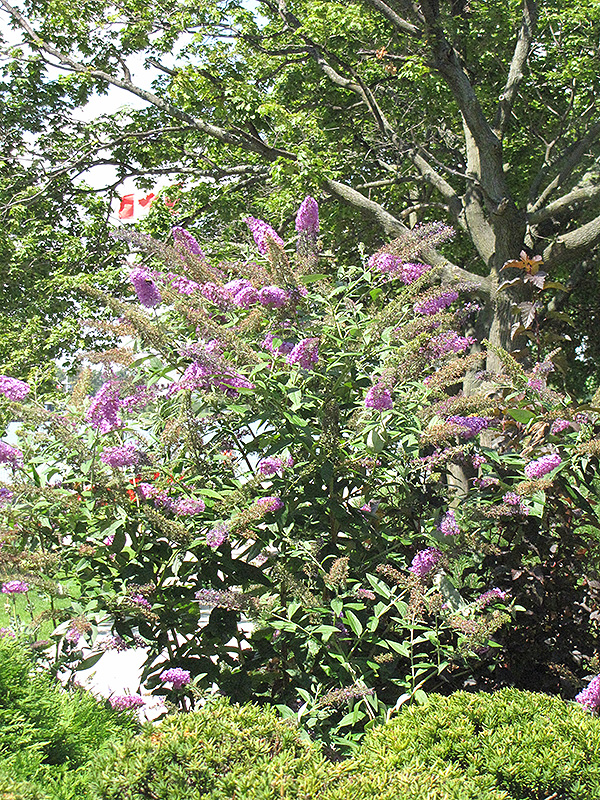 Pink Delight Butterfly Bush (Buddleia davidii 'Pink Delight') at Flagg's Garden Center