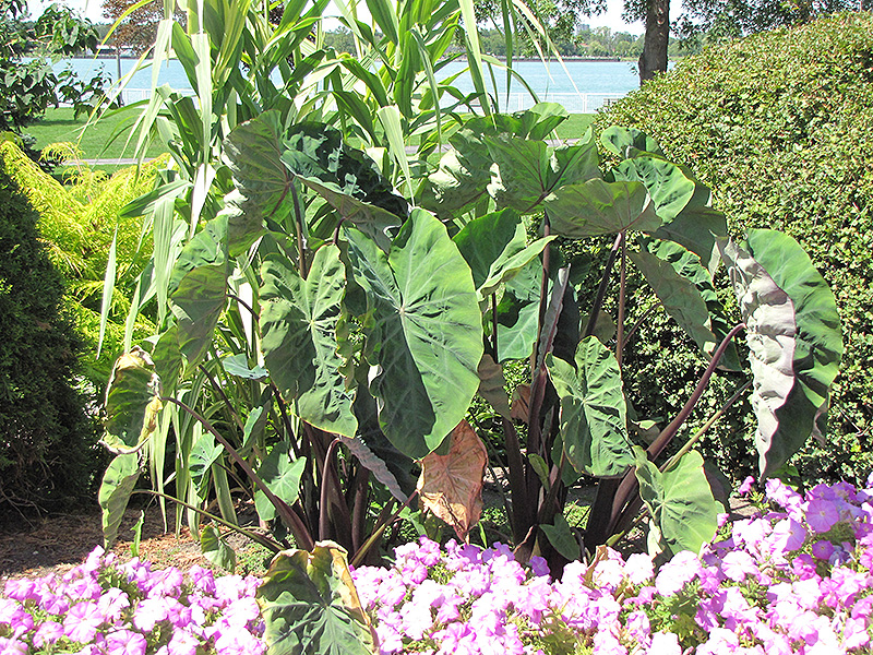Black Stem Elephant Ear (Colocasia fontanesii) at Flagg's Garden Center