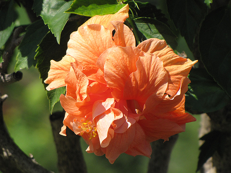 Double Orange Hibiscus (Hibiscus rosa-sinensis 'Double Orange') at Flagg's Garden Center