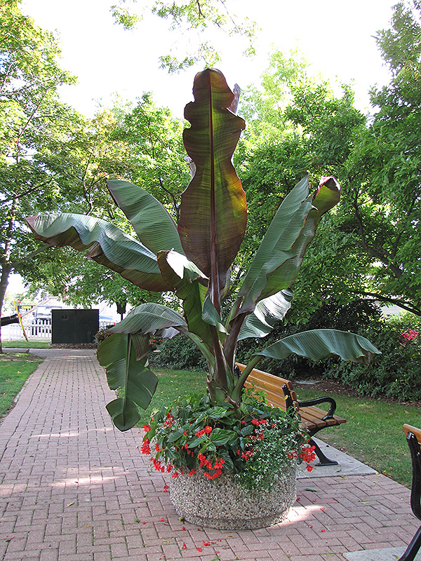 Red Banana (Ensete ventricosum 'Maurelii') at Flagg's Garden Center