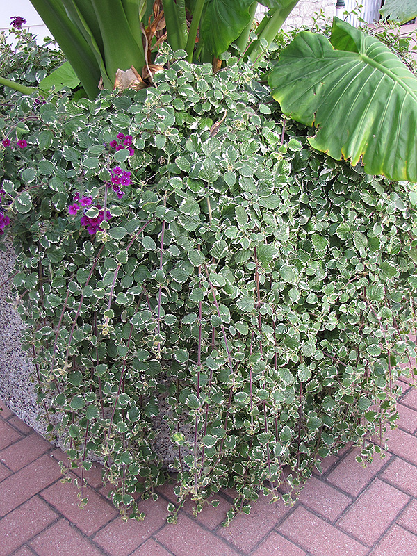 Swedish Ivy (Plectranthus forsteri 'Marginatus') at Flagg's Garden Center