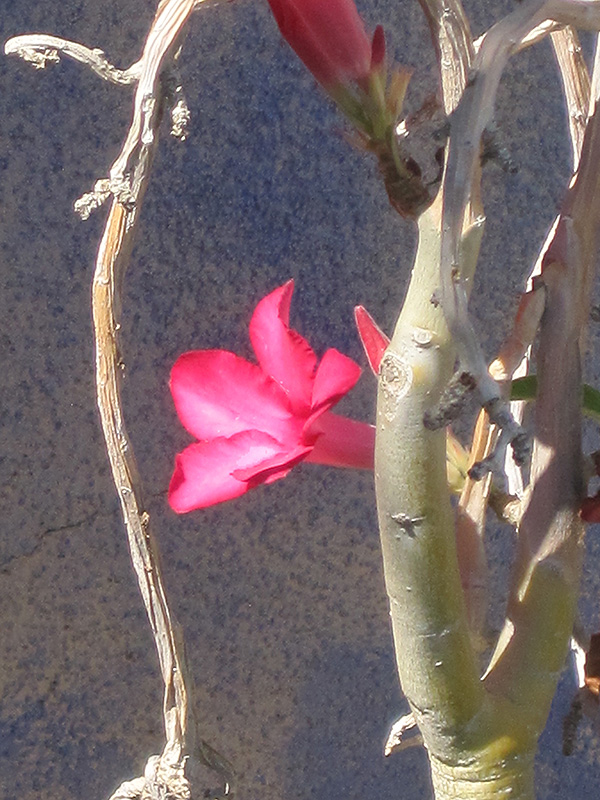 Desert Rose (Adenium obesum) at Flagg's Garden Center