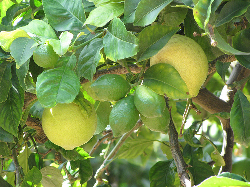 Eureka Lemon (Citrus limon 'Eureka') at Flagg's Garden Center